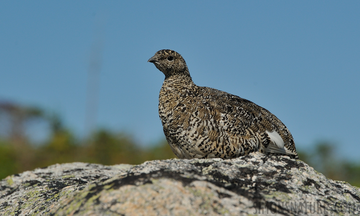 Lagopus muta welchi [300 mm, 1/2000 Sek. bei f / 8.0, ISO 400]